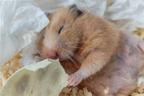 hamster nipples|How Do You Know If Your Hamster Is Pregnant [10 Signs]